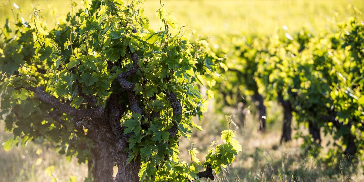 Abbot’s Passage Winery & Mercantile Glen Ellen, CA