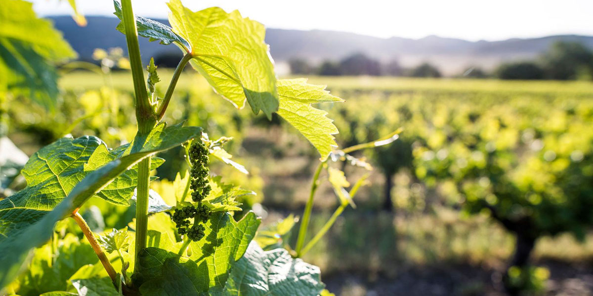 Abbot’s Passage Winery & Mercantile Glen Ellen, CA