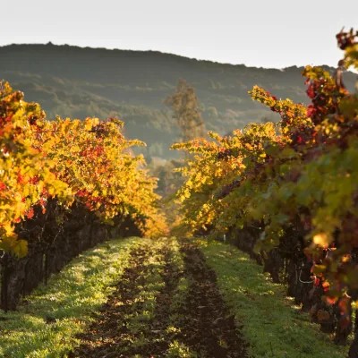 Sebastiani Vineyards