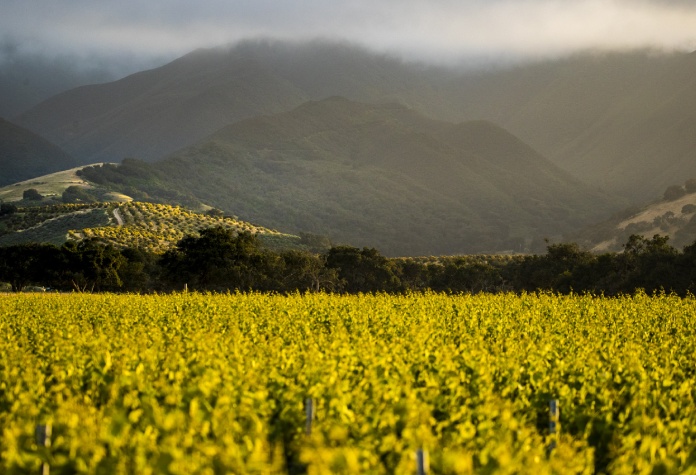 Santa Lucia Highlands