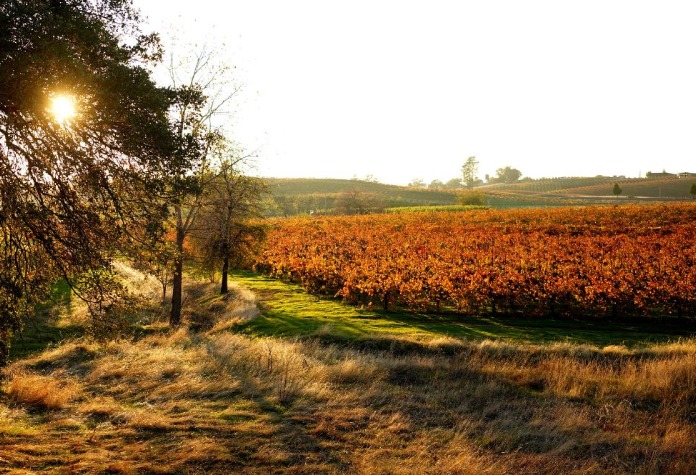 Amador Wine Country