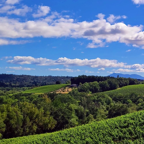 Iron Horse Vineyards