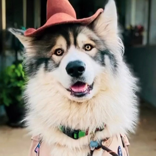 Howl-O-Ween at CASS Winery