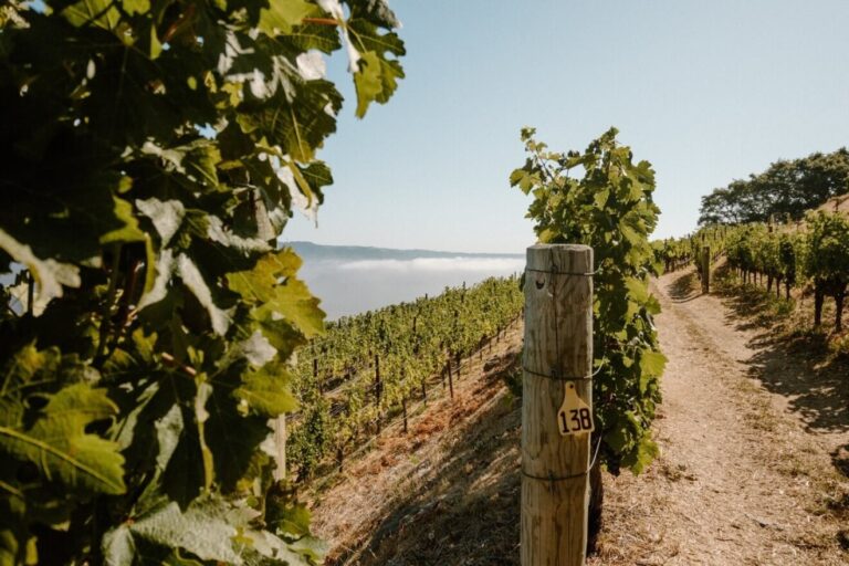 The 9 Best Wineries of Napa Valley’s Spring Mountain | Napa Valley