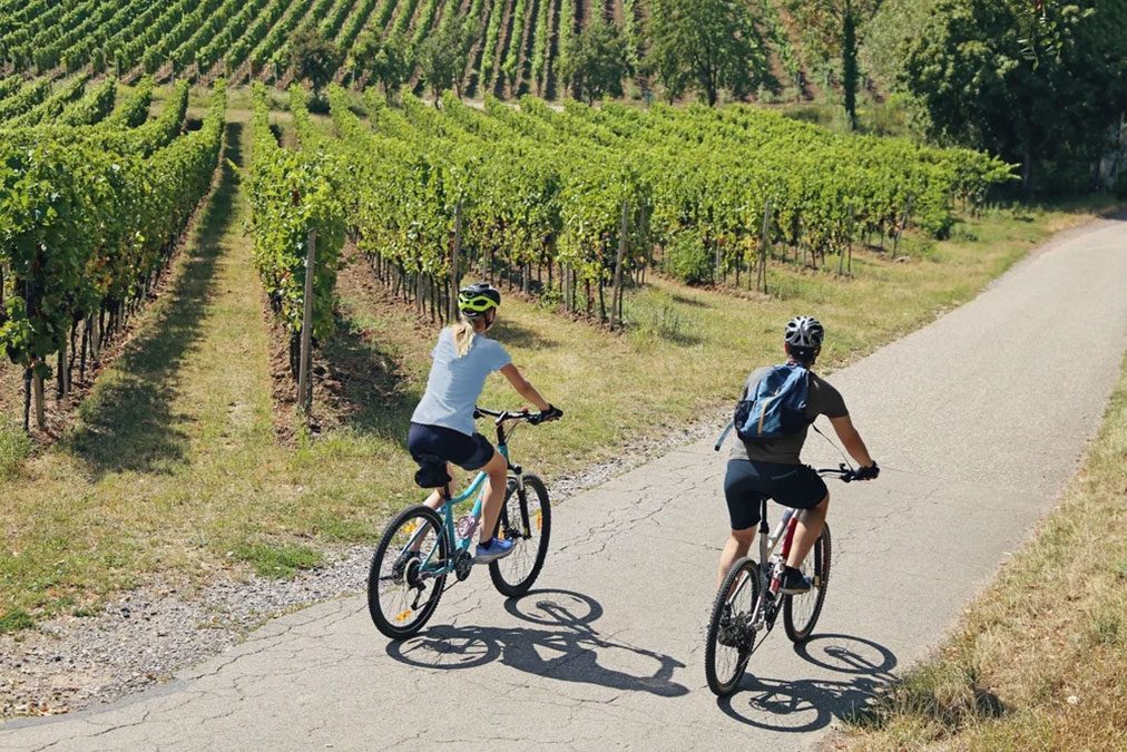 Calistoga bike tour through the vineyards in Napa Valley, CA