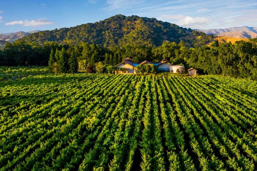 8 Best Wineries to Visit in Yountville