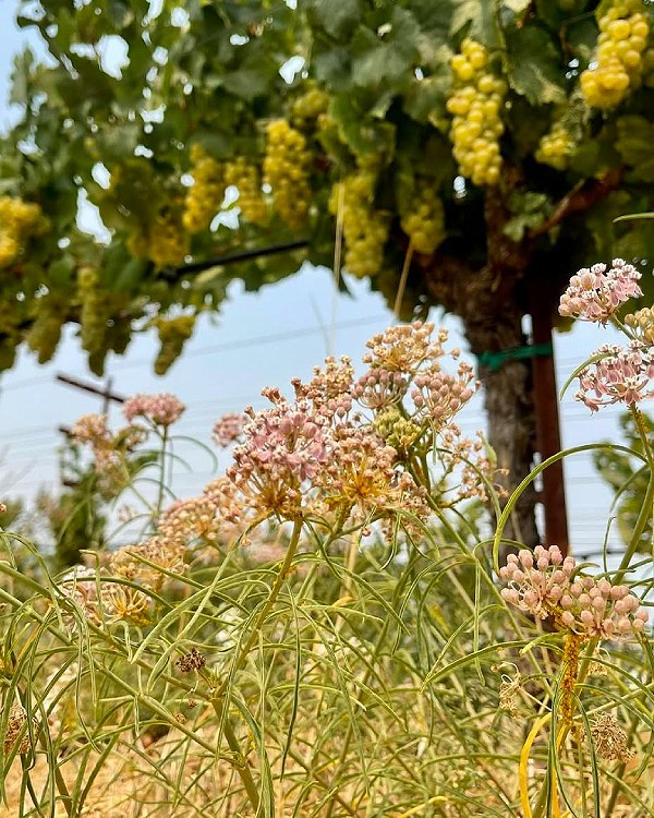Matthiasson Wines
