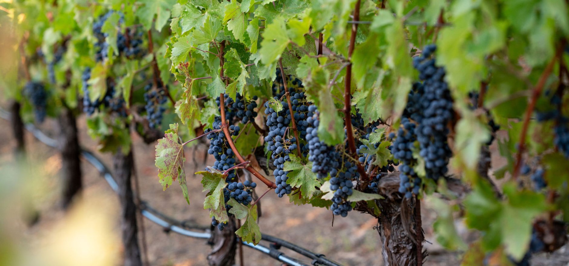 bunches of grape on the tree