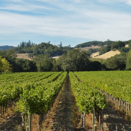 Anderson’s Conn Valley Vineyards