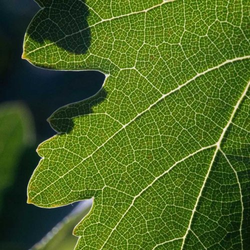 Fantesca Estate & Winery