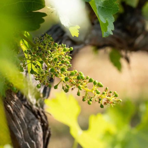 Fantesca Estate & Winery