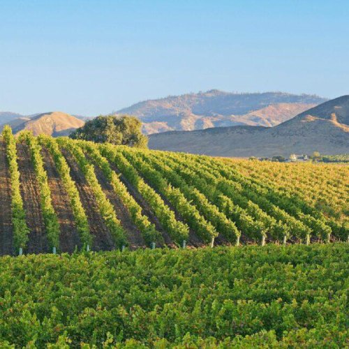 Wine. Wander. Wonder.