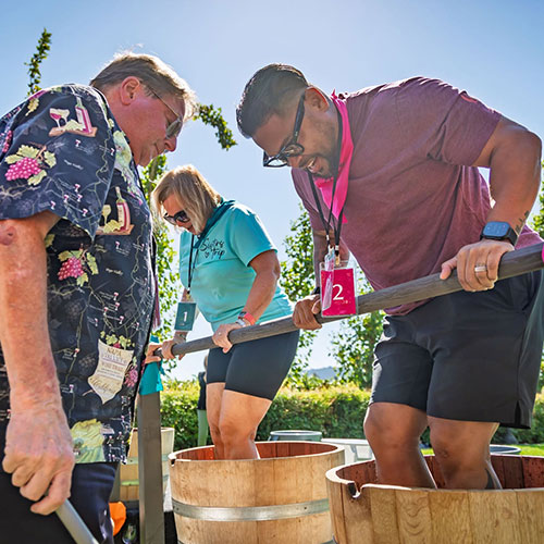 Harvest Festival and Grape Stomp at PEJU Winery, Napa Valley Event
