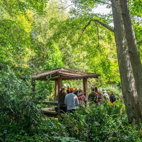 Hanami Stroll at Sonoma Botanical Garden
