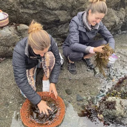 Seaweed Foraging (Sonoma Coast) in Bodega Bay