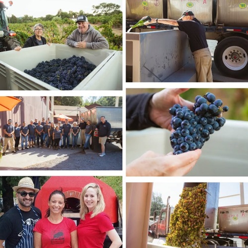 Harvest Celebration at Pedroncelli Winery